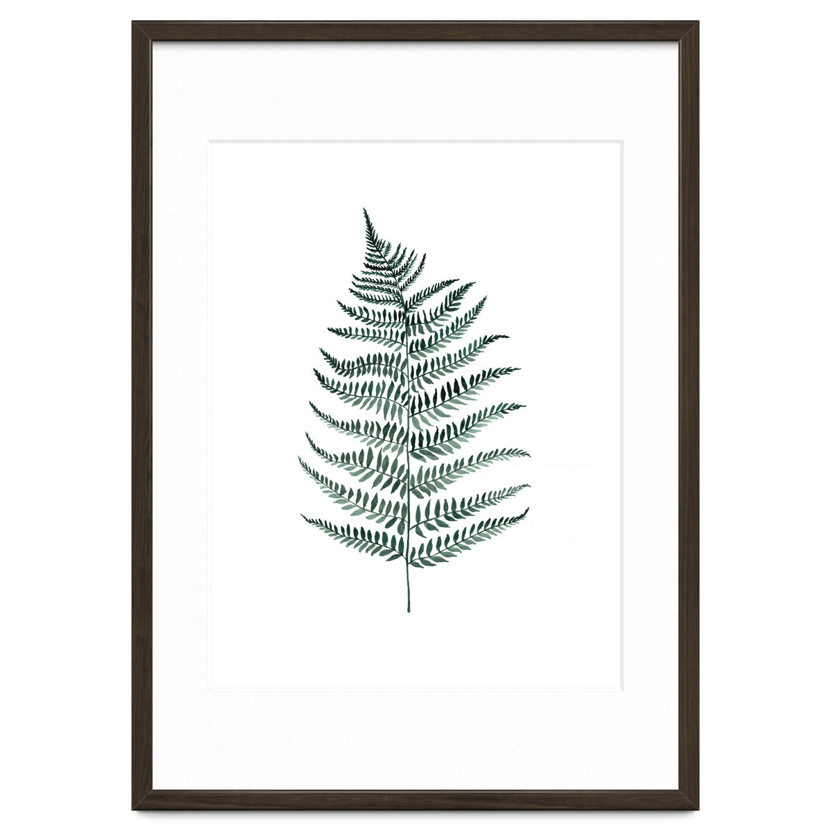 Botanical Illustration Silverfern
