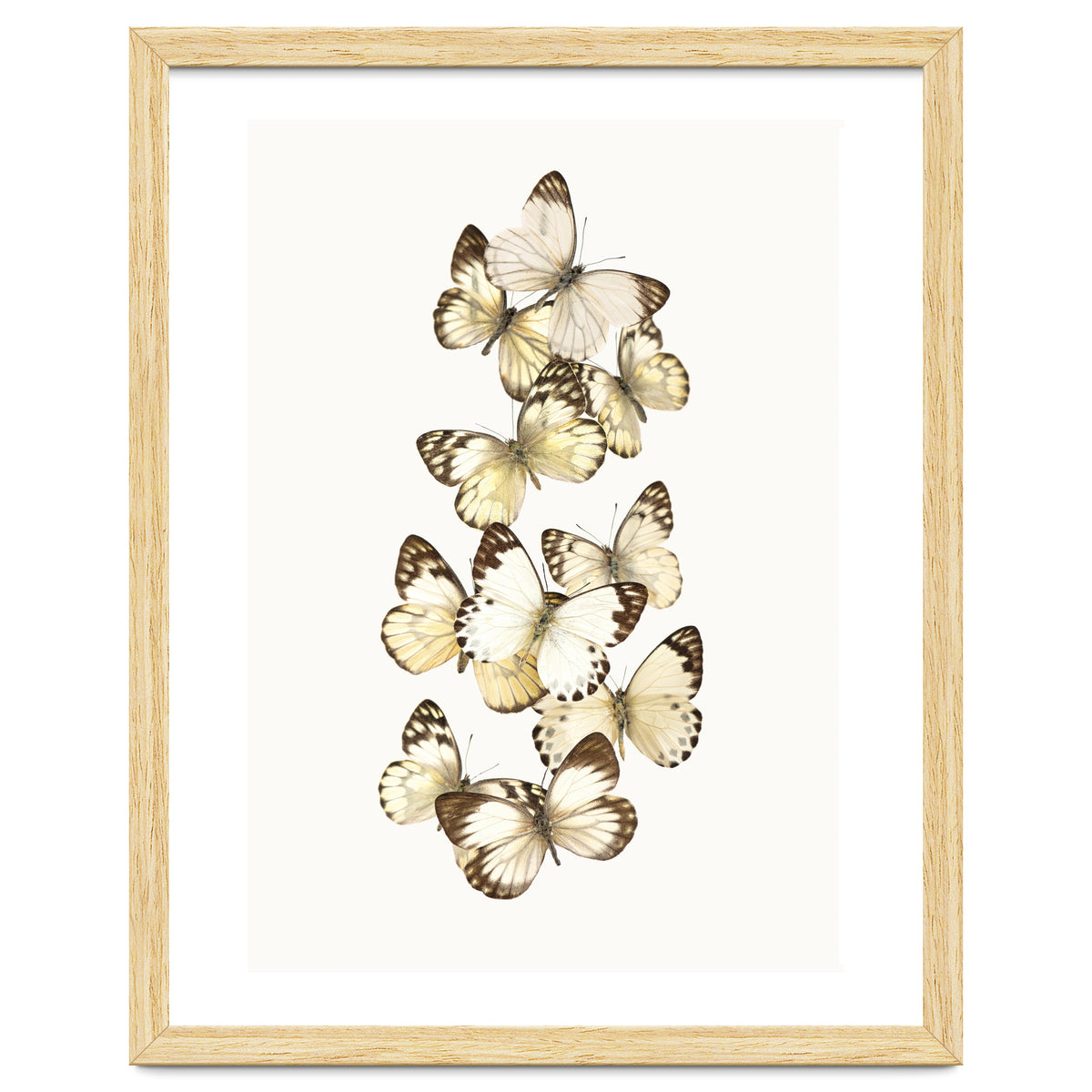 Cc Butterflies 01