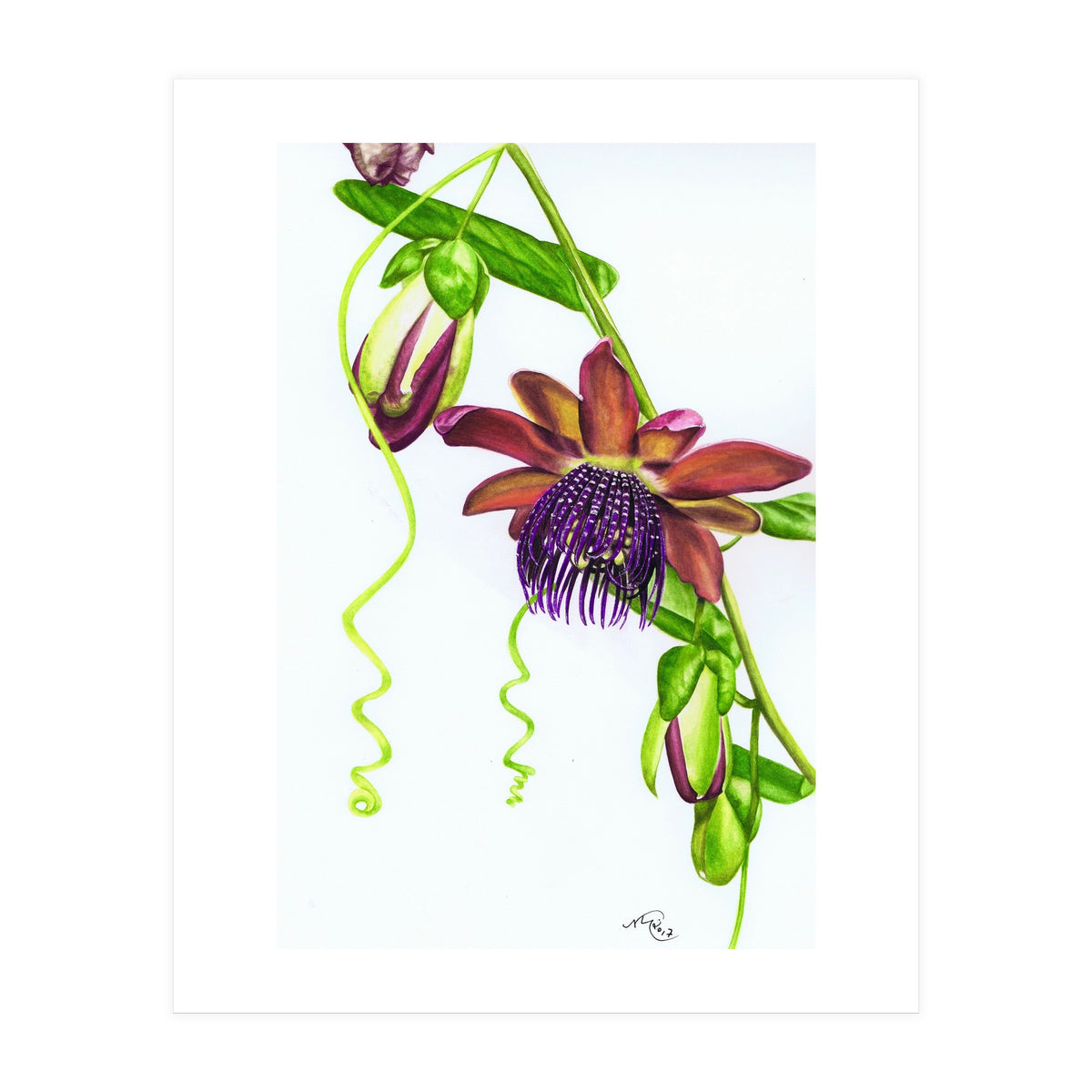 Giant Granadilla (Print Only)