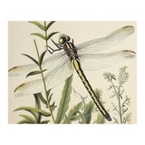 Dragonfly Vintage Illustration (Print Only) thumbnail