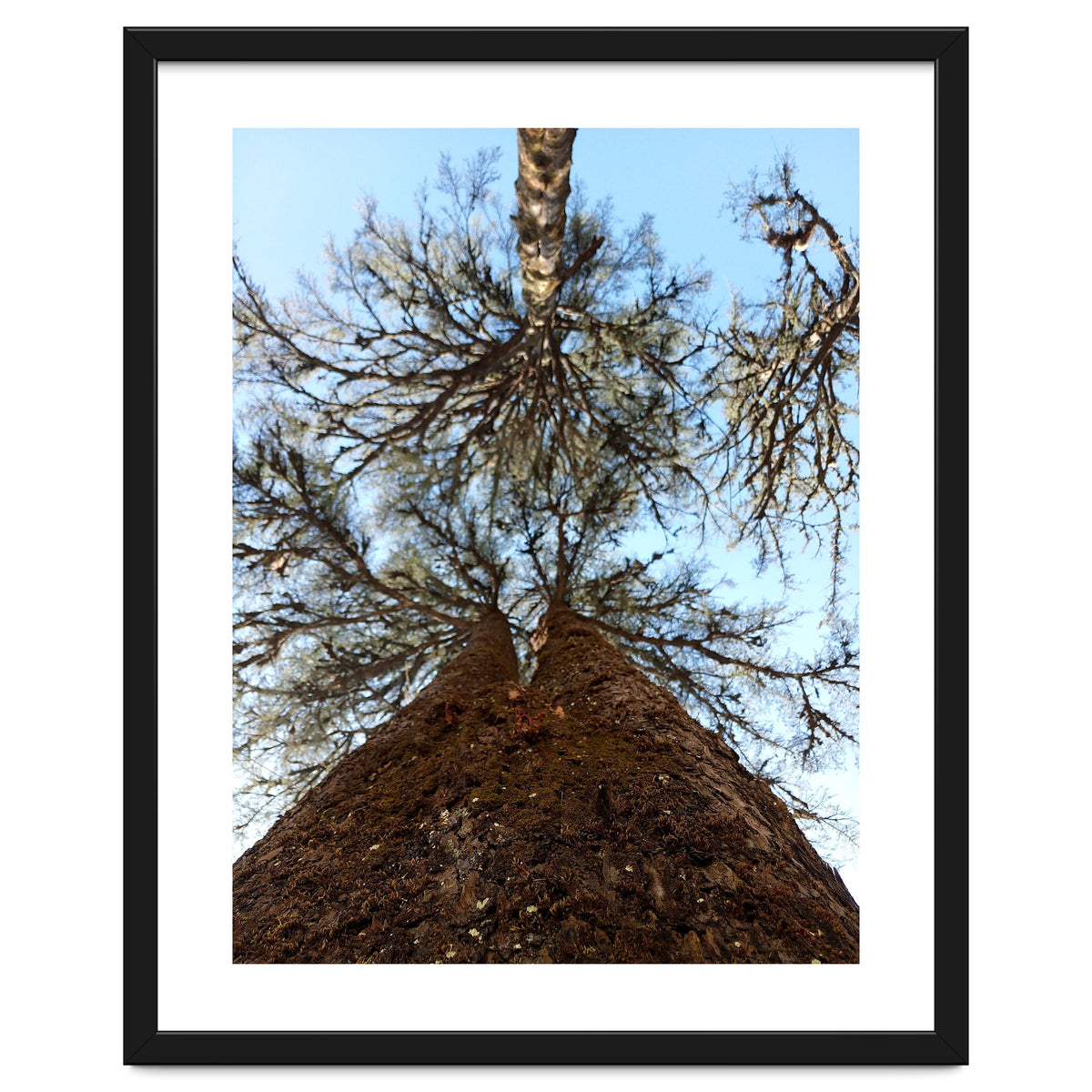 Ataraxia - Tree Series 2