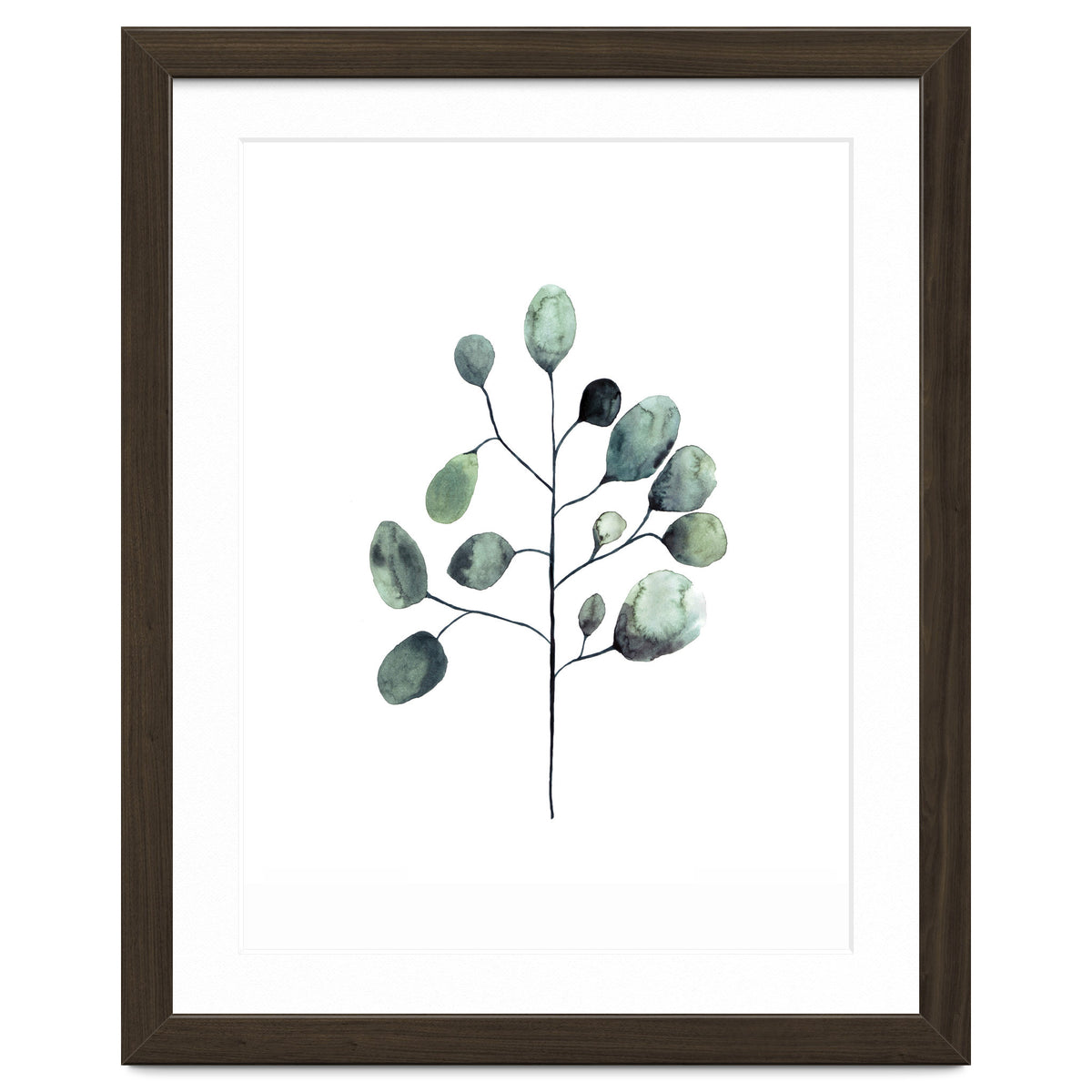 Botanical Illustration Eukalyptus