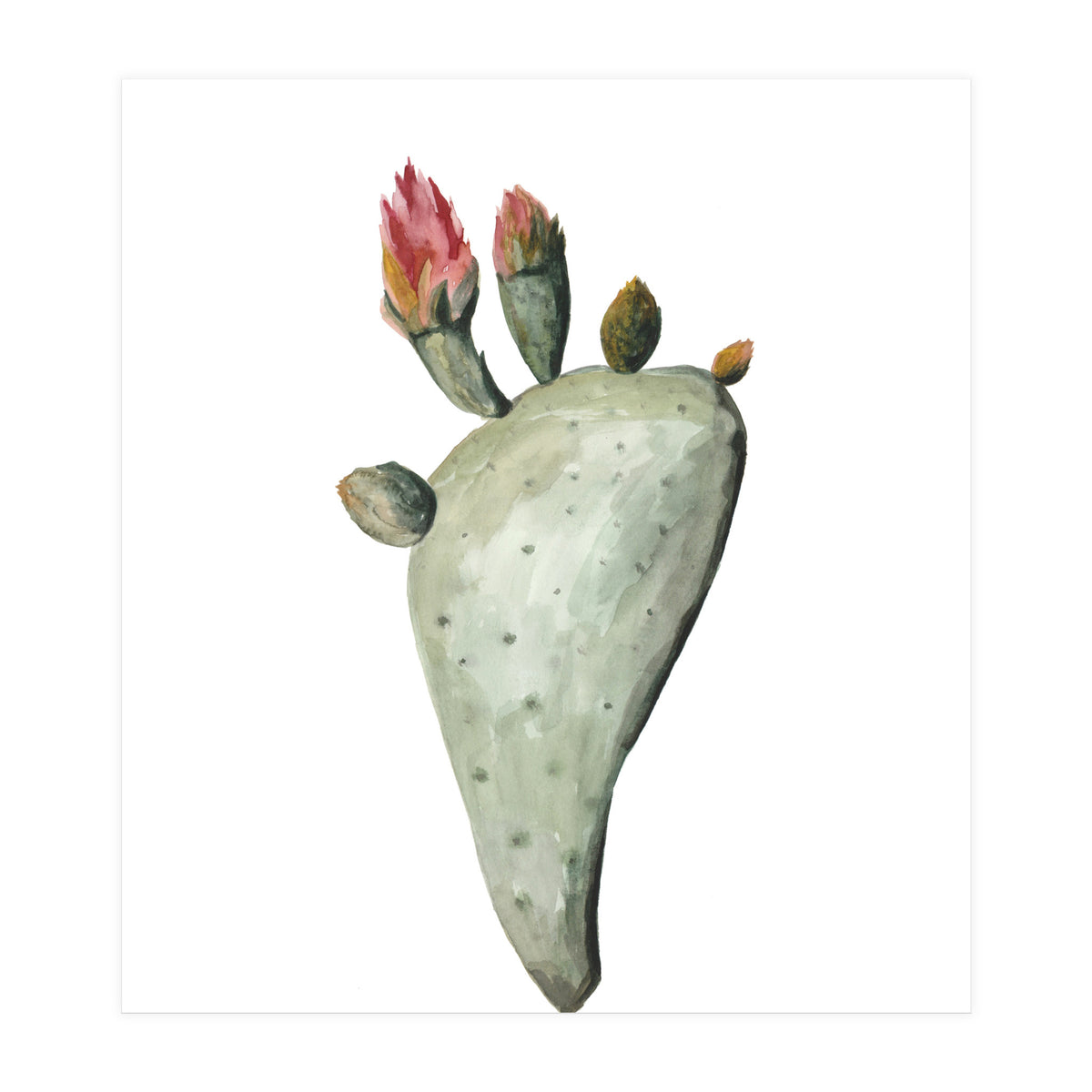 Botanical Illustration Cactus Flowers (Print Only)