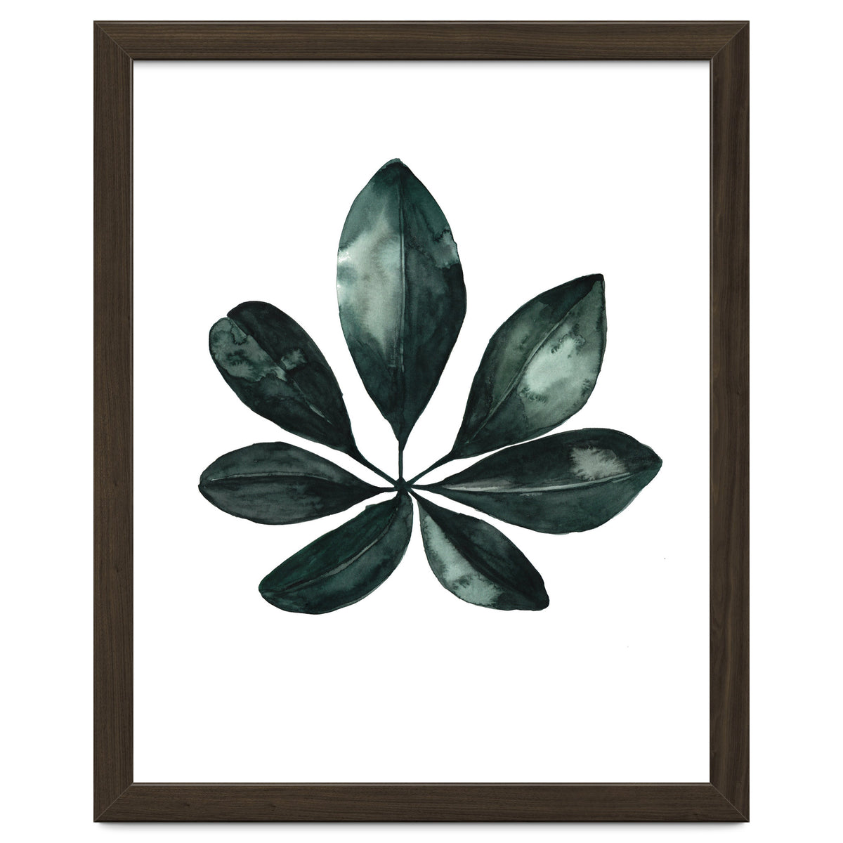 Botanical Illustration Arboricola Schefflera