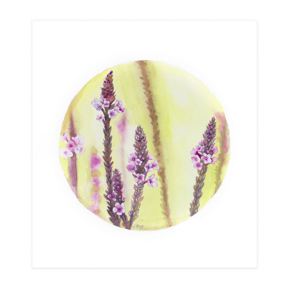 Circular Verbena (Print Only)