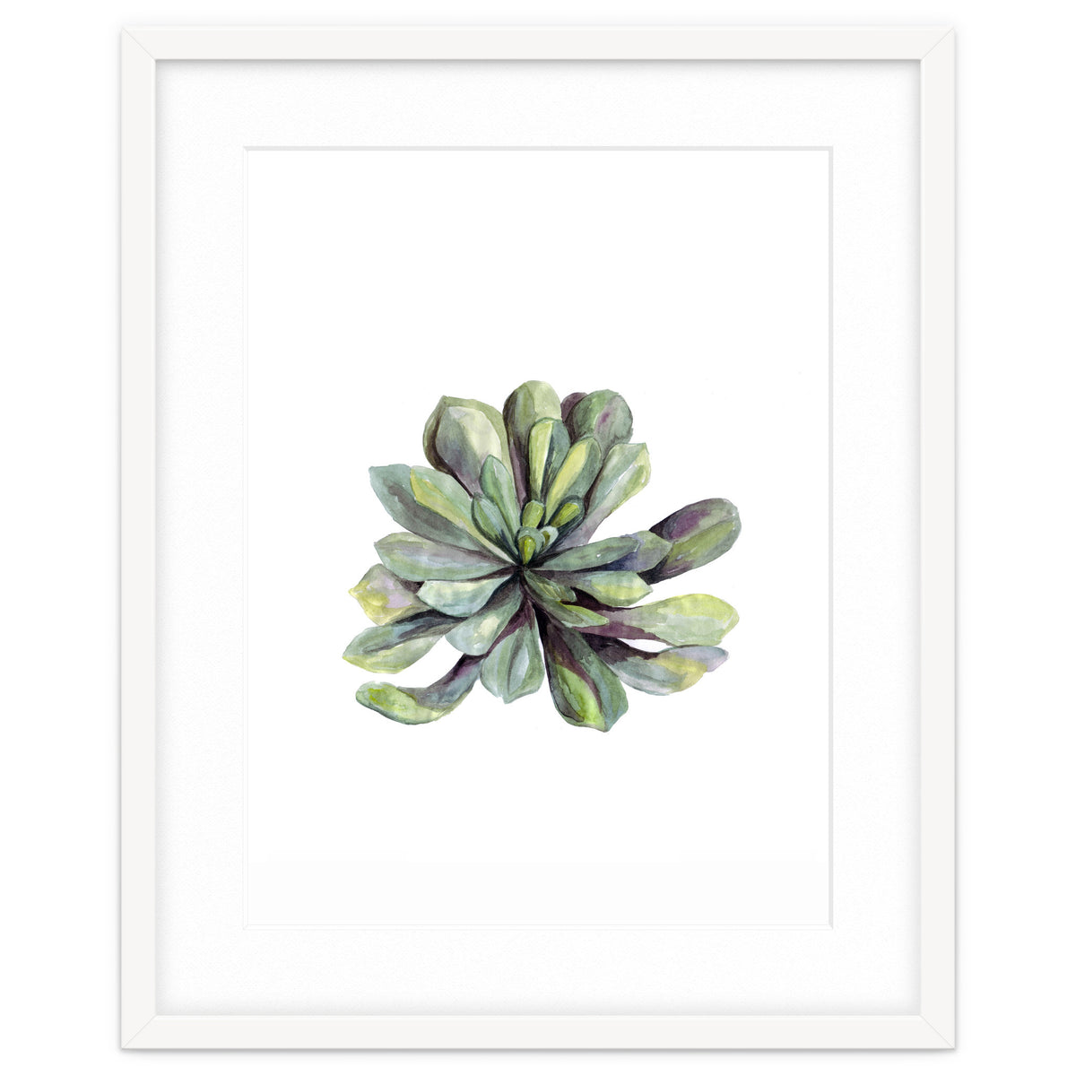 Botanical Illustration Succulent