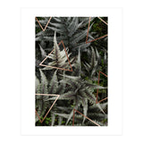 Fern Art (Print Only) thumbnail