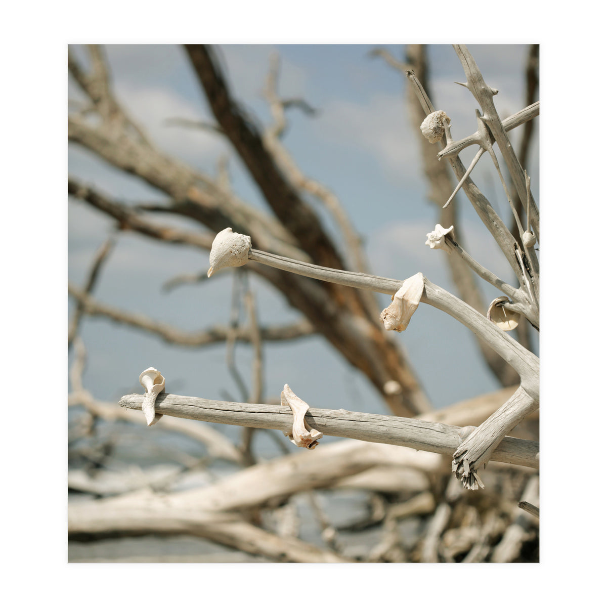 Seashells And Driftwood  (Print Only)