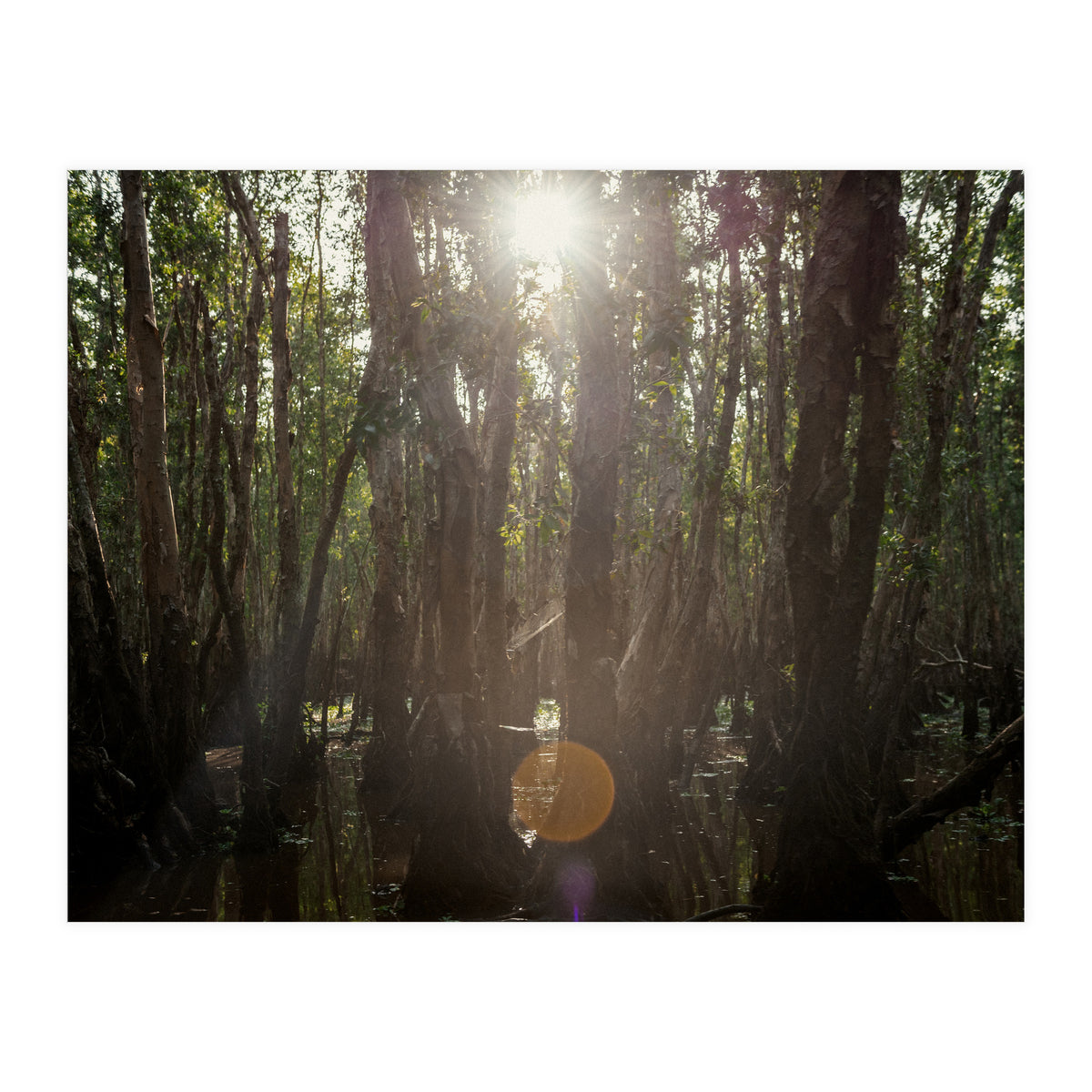 Morning in Vietnam (Print Only)