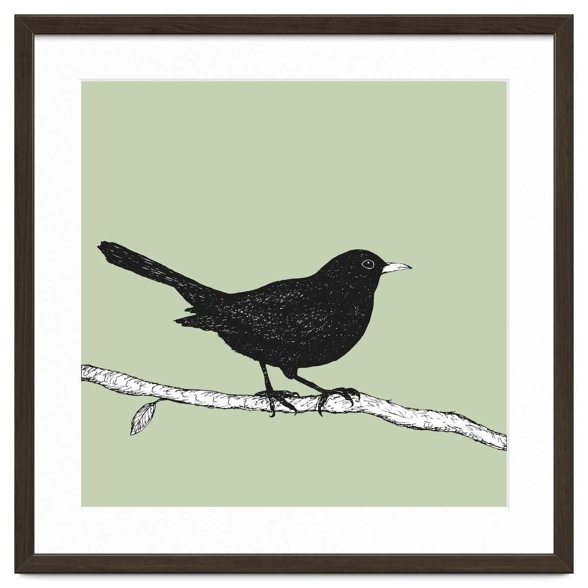 Blackbird pen drawing