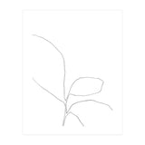 Three Leaf Seedling (Print Only) thumbnail