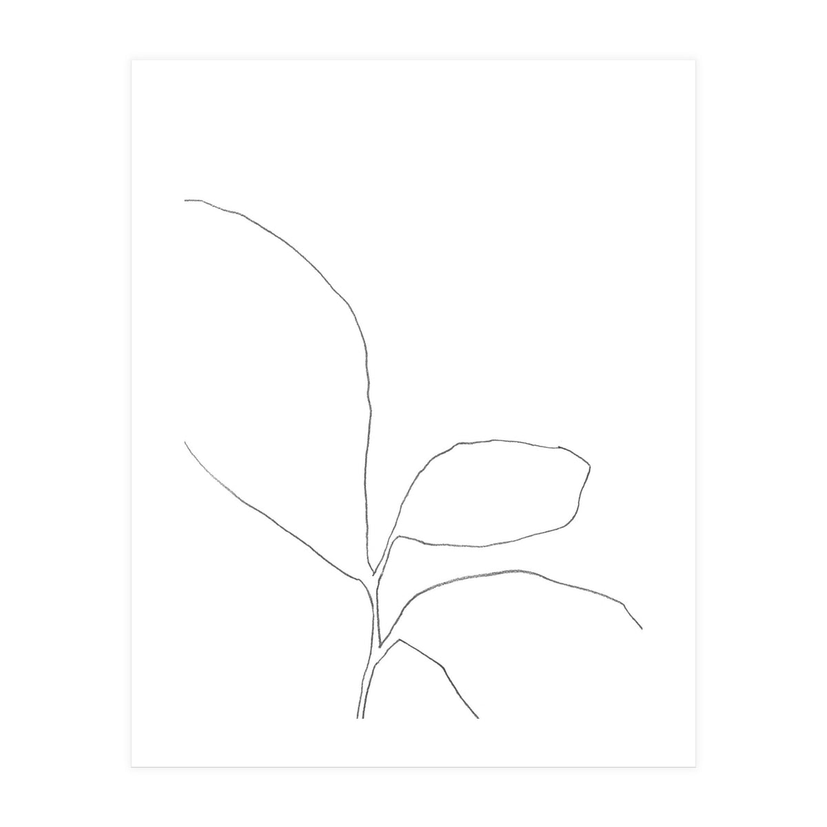 Three Leaf Seedling (Print Only)