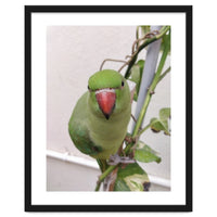 Attractive Indian Parrot