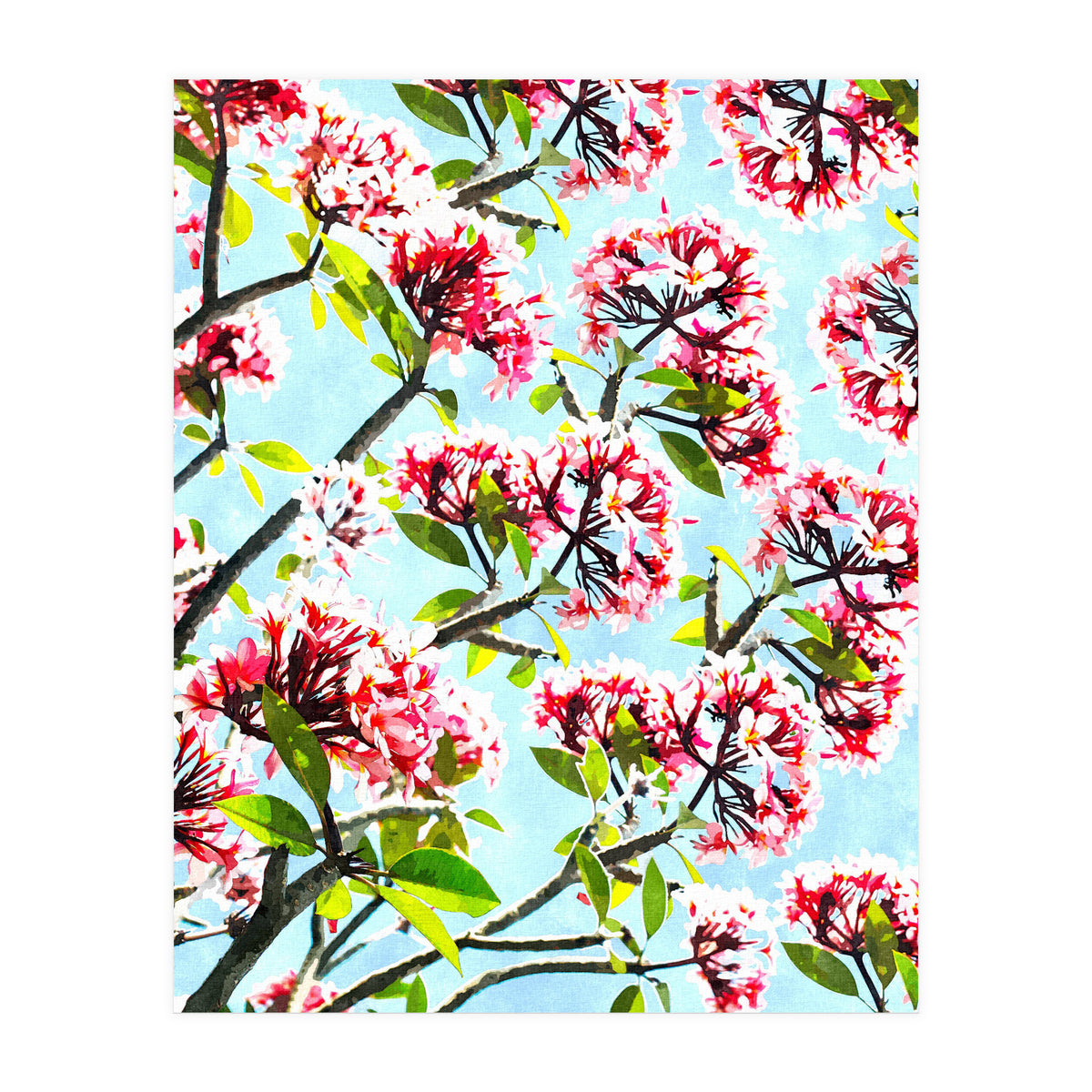 Frangipani (Print Only)