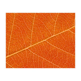 Autumn Leaf (Print Only) thumbnail