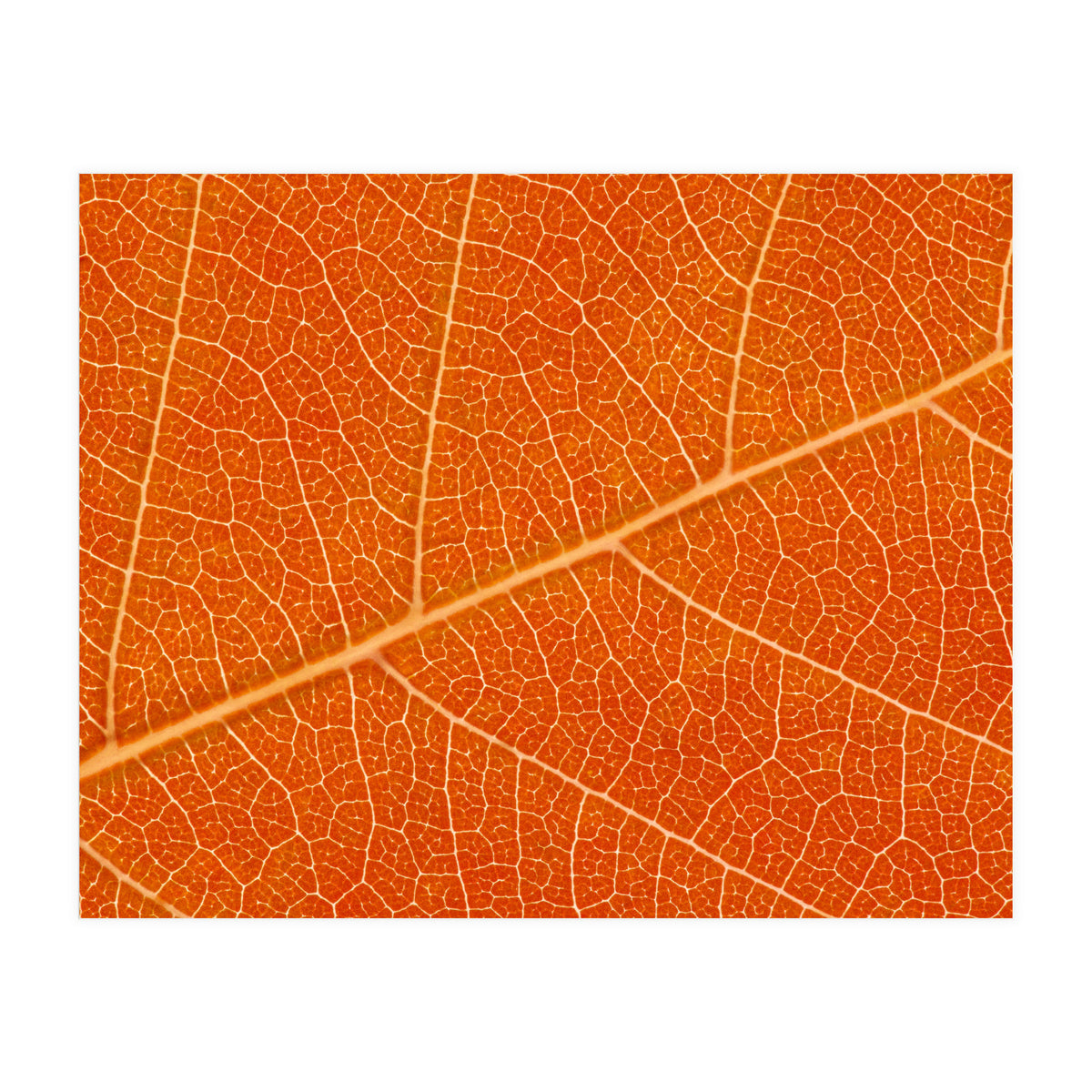 Autumn Leaf (Print Only)