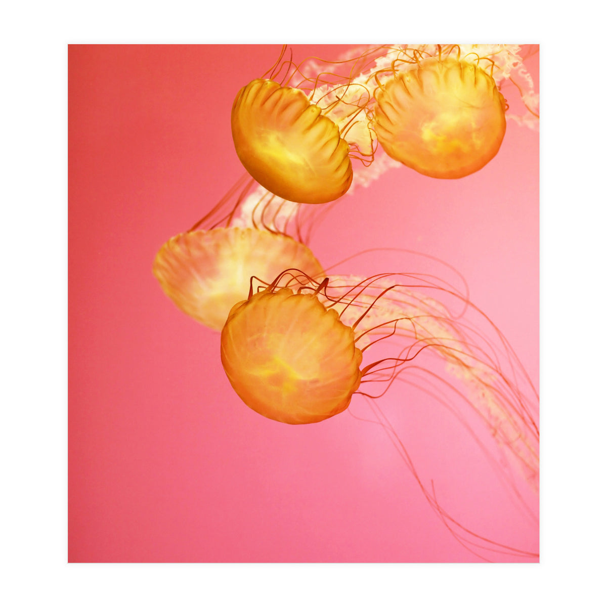 Jelly #3  (Print Only)