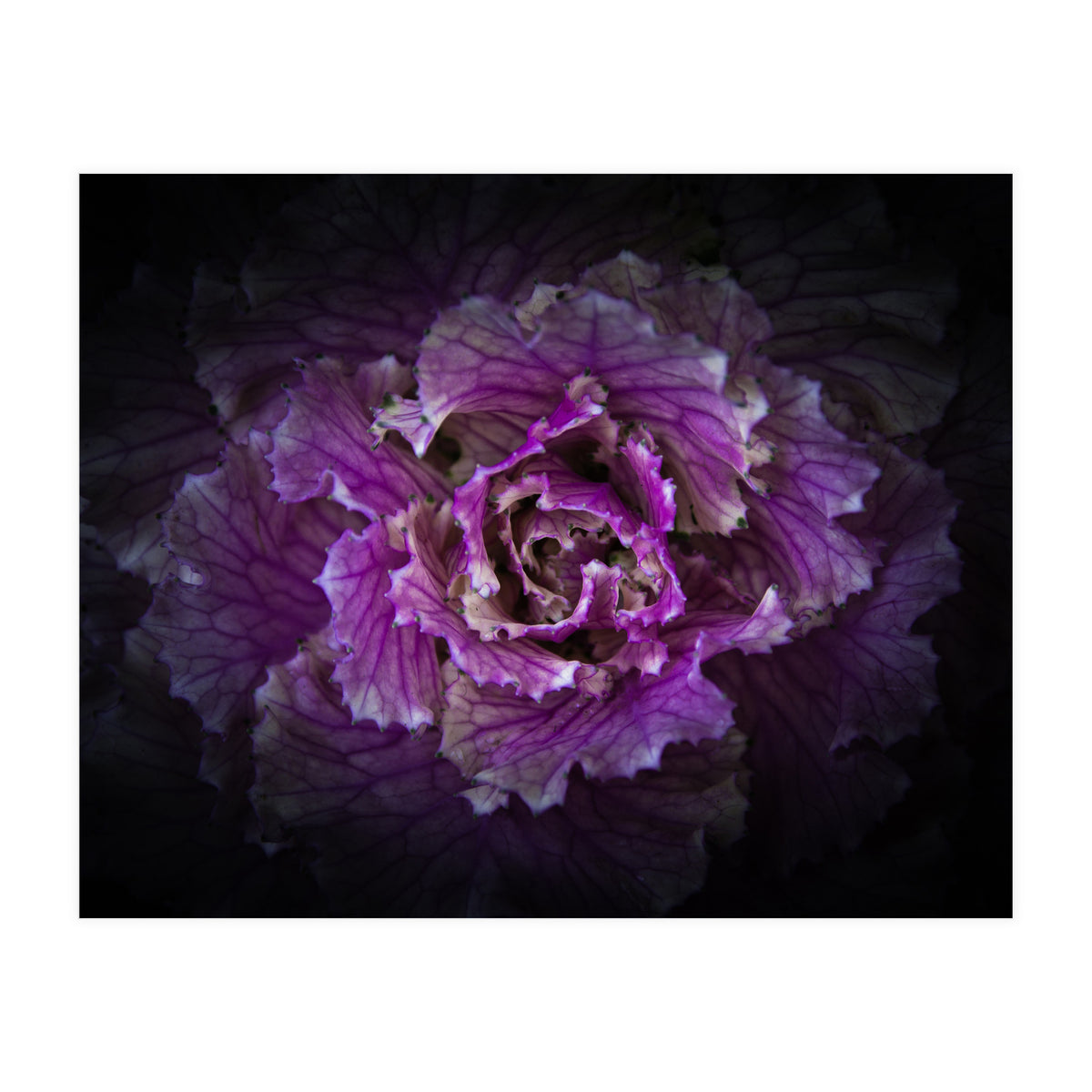 Backyard Flowers No 42 Color Version (Print Only)