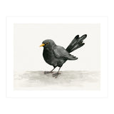 Blackbird ink drawing (Print Only) thumbnail