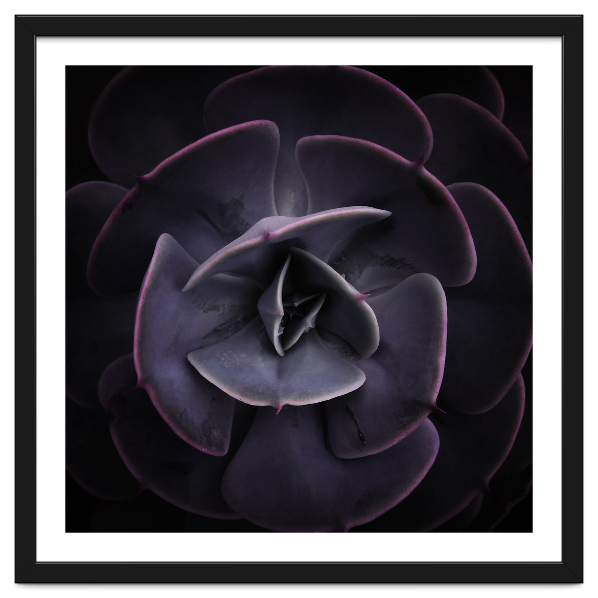 DARKSIDE OF SUCCULENTS VIII