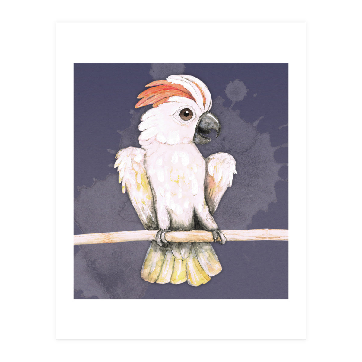 Salmon-crested cockatoo (Print Only)