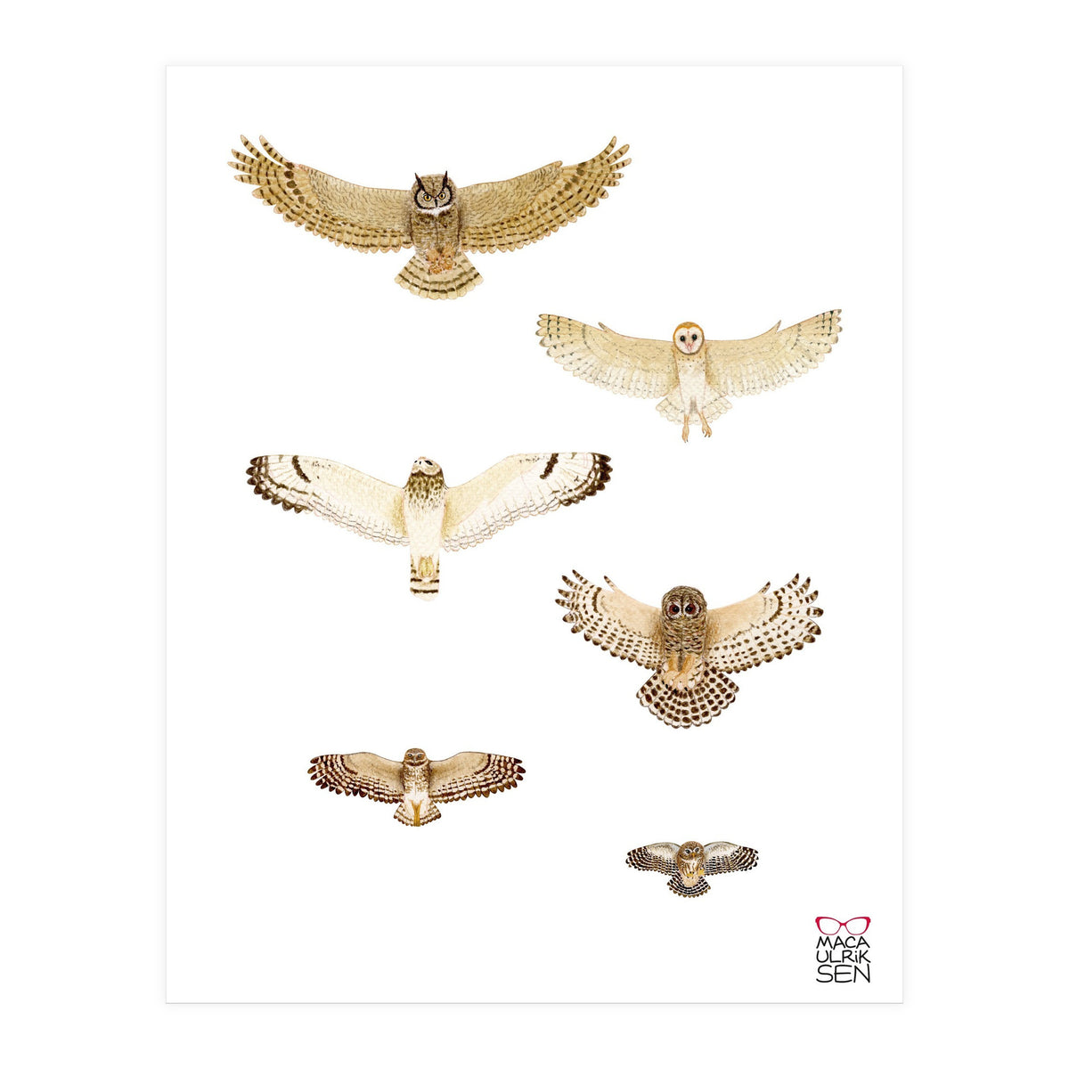 Typical owls & Barn owl (Print Only)