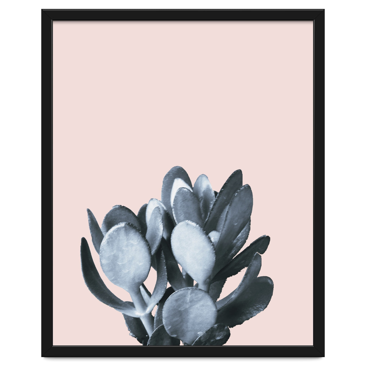 Cactus collection BL-II