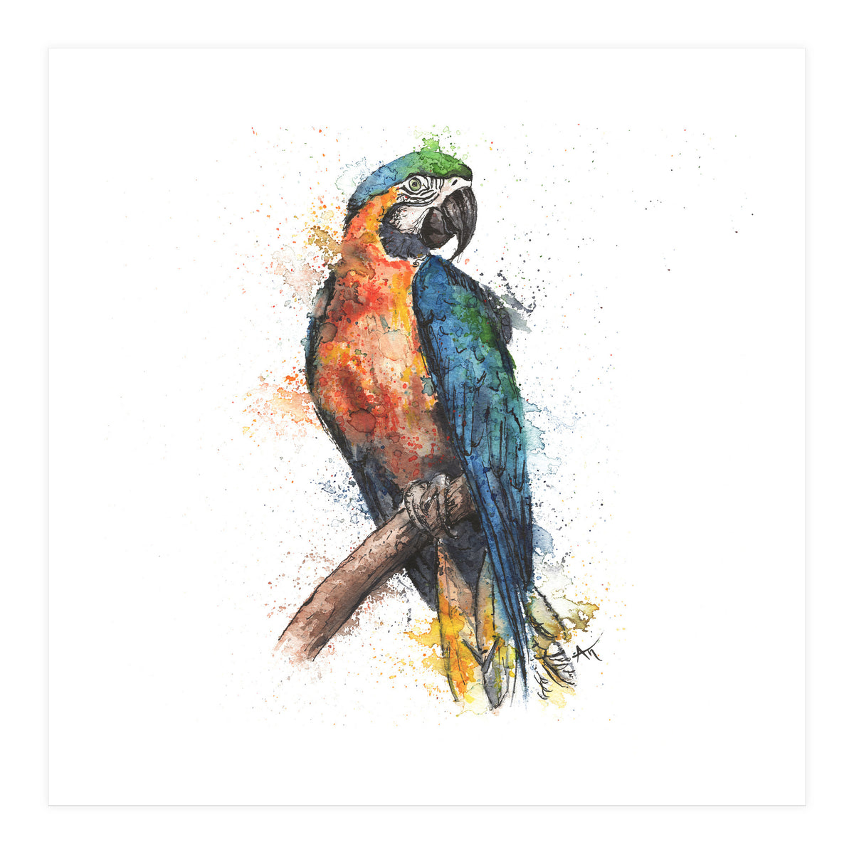Parrot - Wildlife Collection (Print Only)