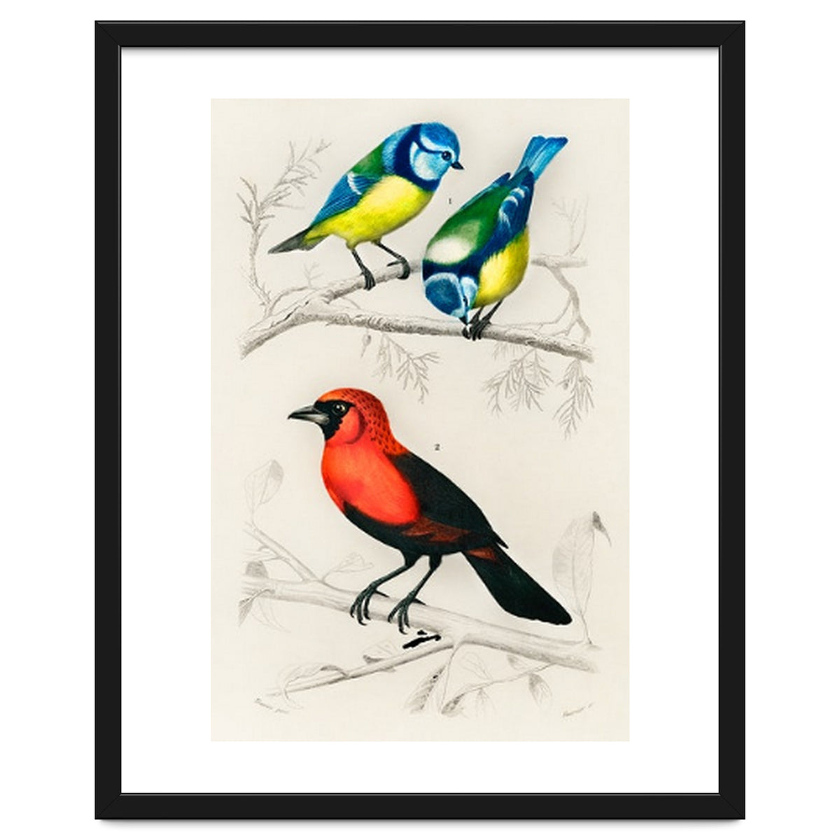 Different types of birds illustrated