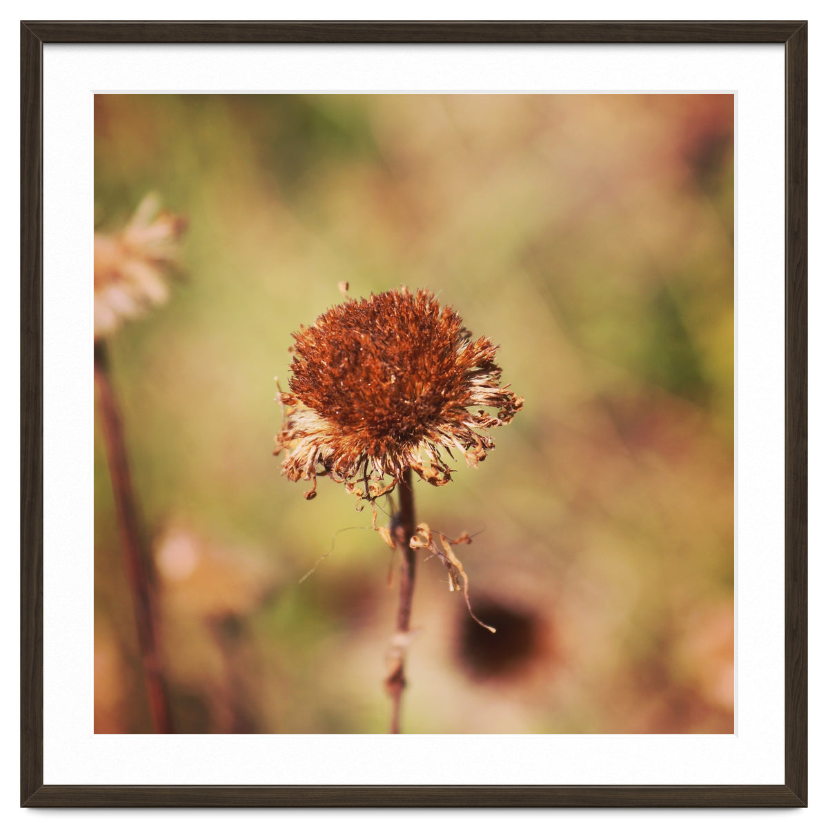 dried daisy
