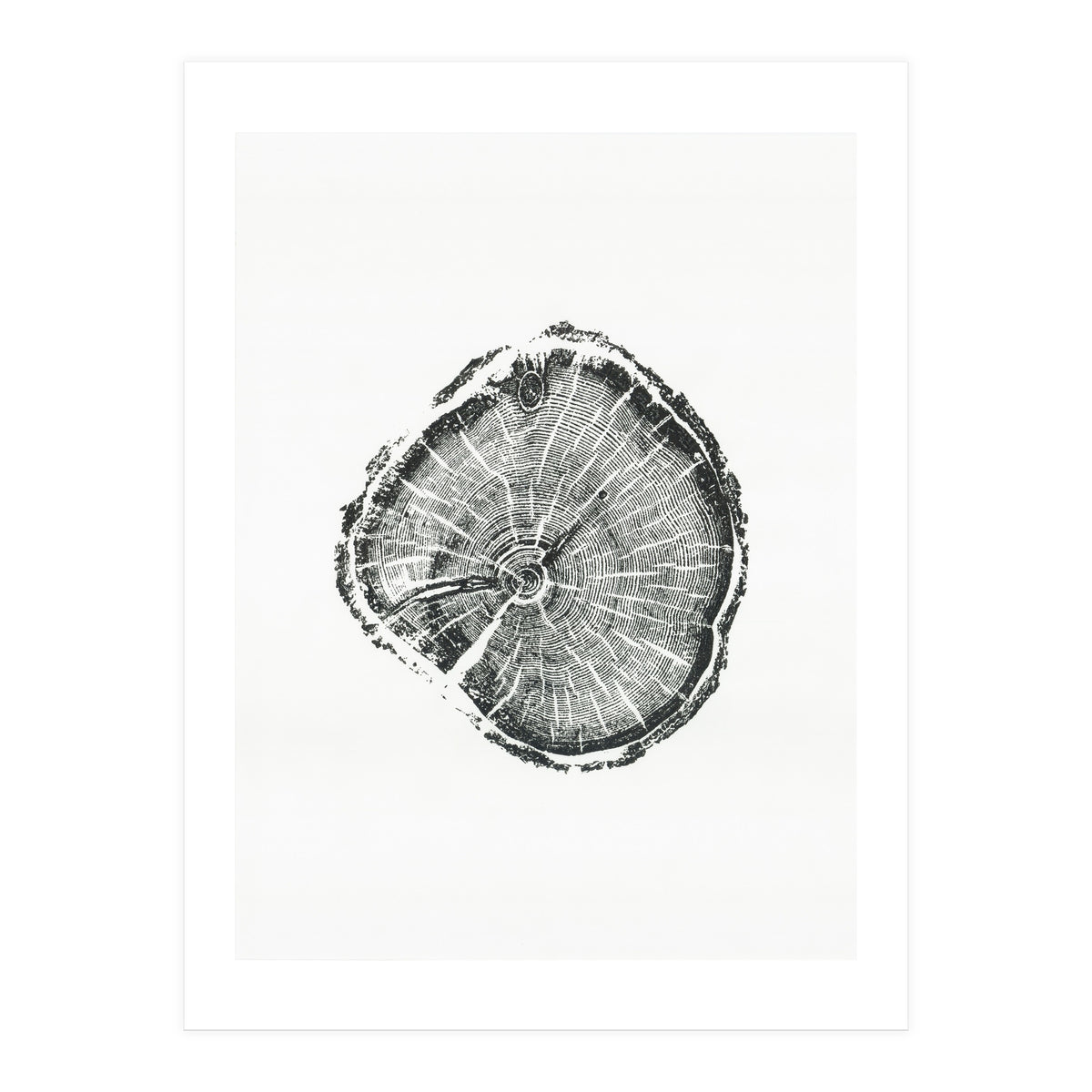 Tree Ring Print, Albion Basin, Utah, Pine Tree Print (Print Only)