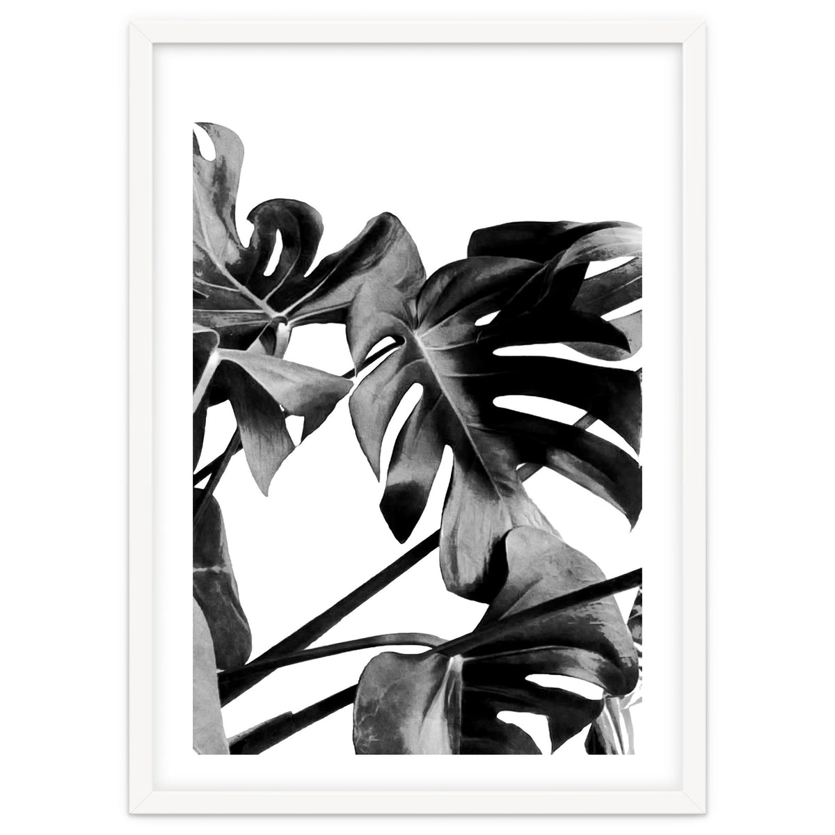 Monstera Black And White 06
