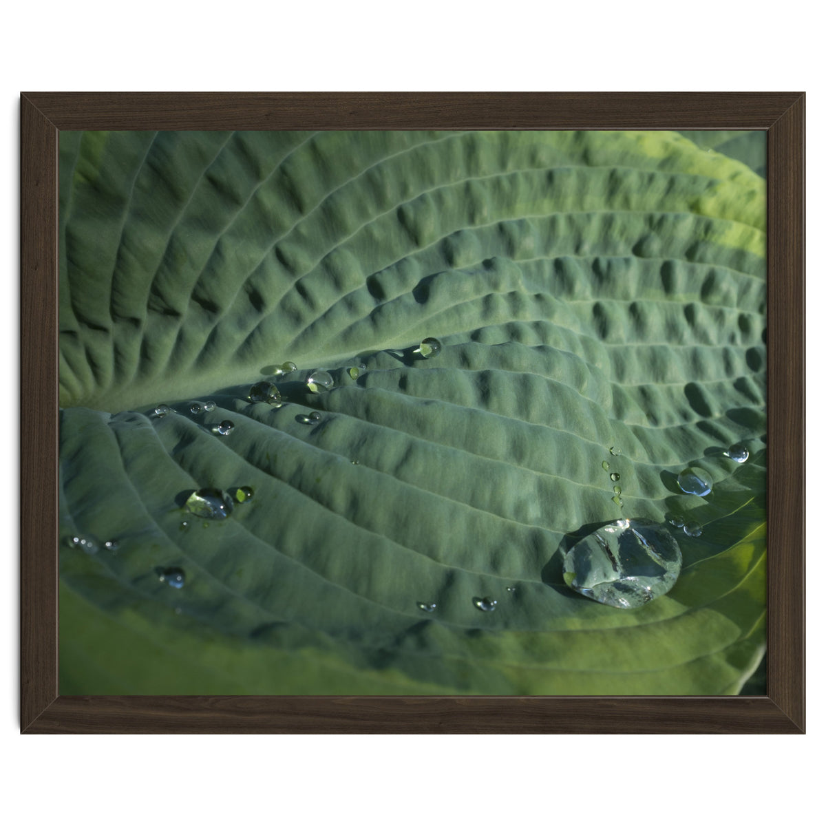 Hosta With Raindrops