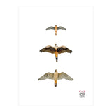 Falconidae n.1 (Print Only) thumbnail