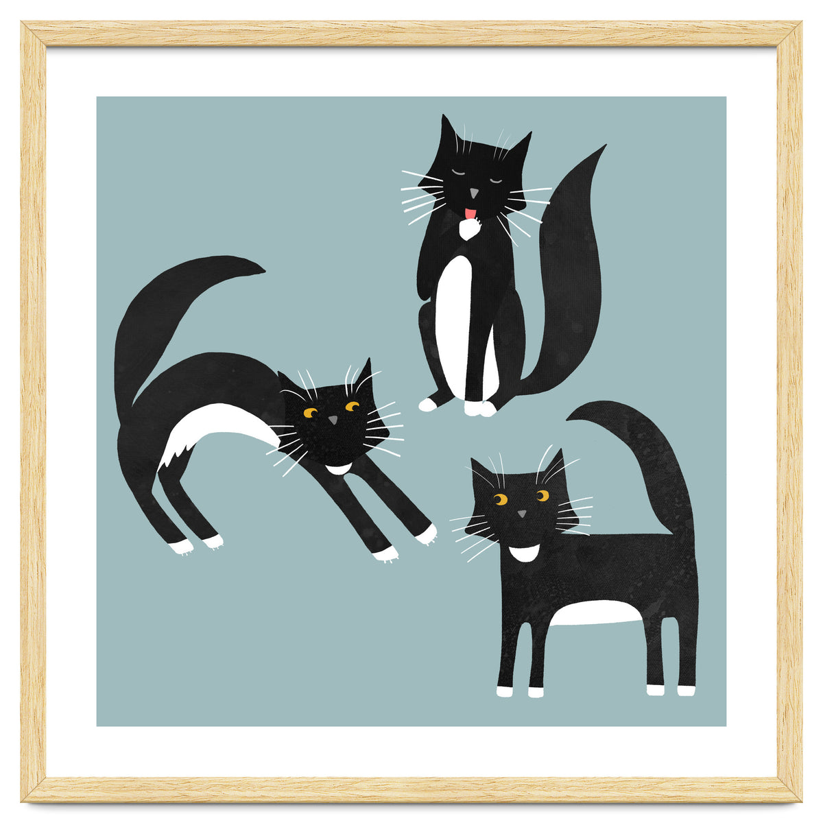 Black and White Tuxedo Cats