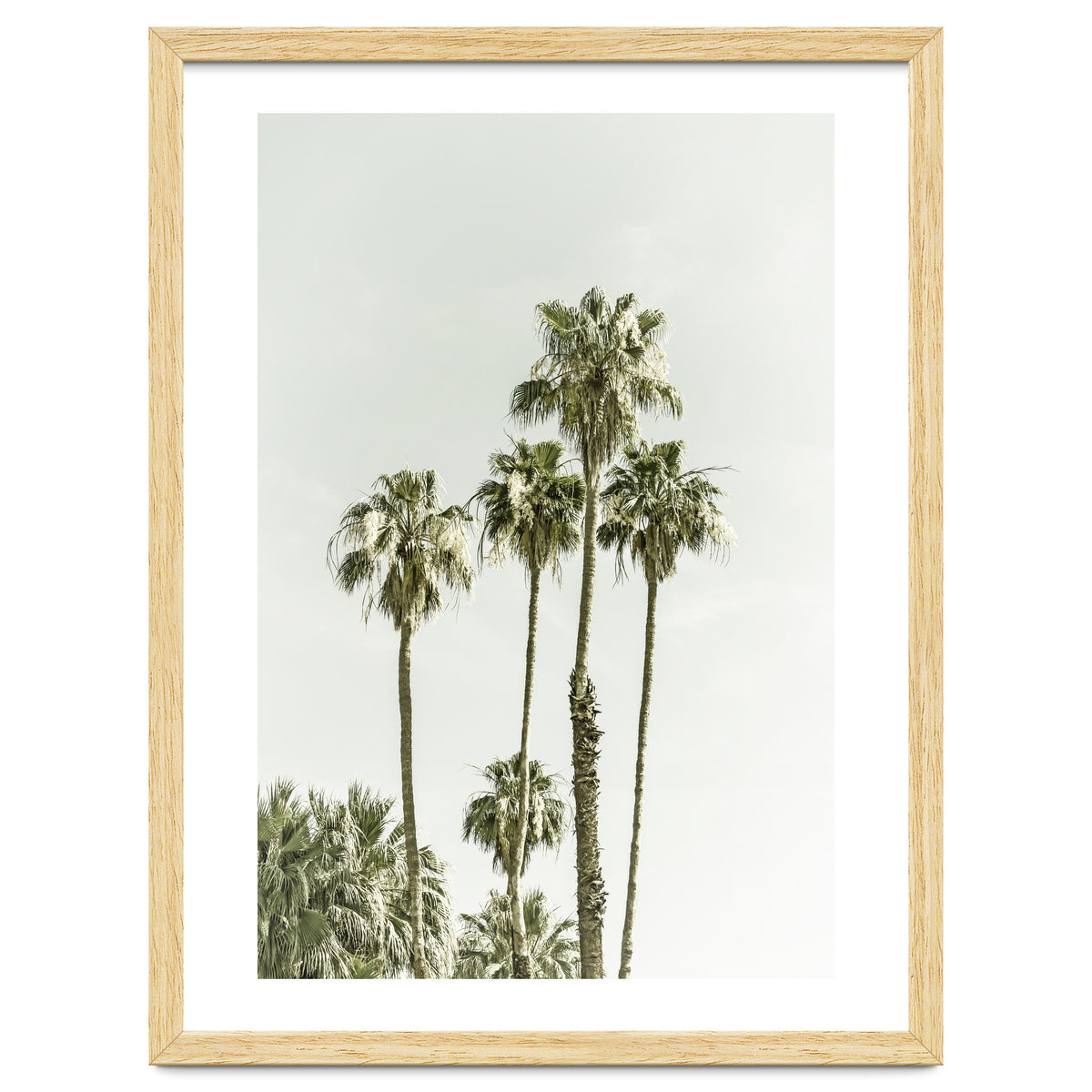 Palm Trees Summertime