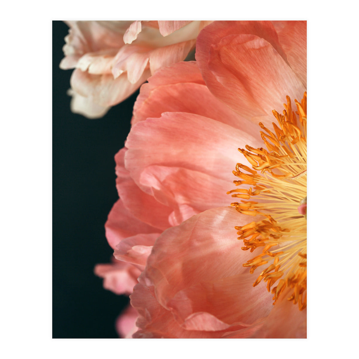 Coral Charm #2  (Print Only)