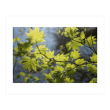 Heart Of Light (Print Only) thumbnail