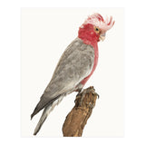 Cc Birds 02 (Print Only) thumbnail