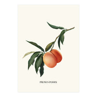 Peachy (Print Only)