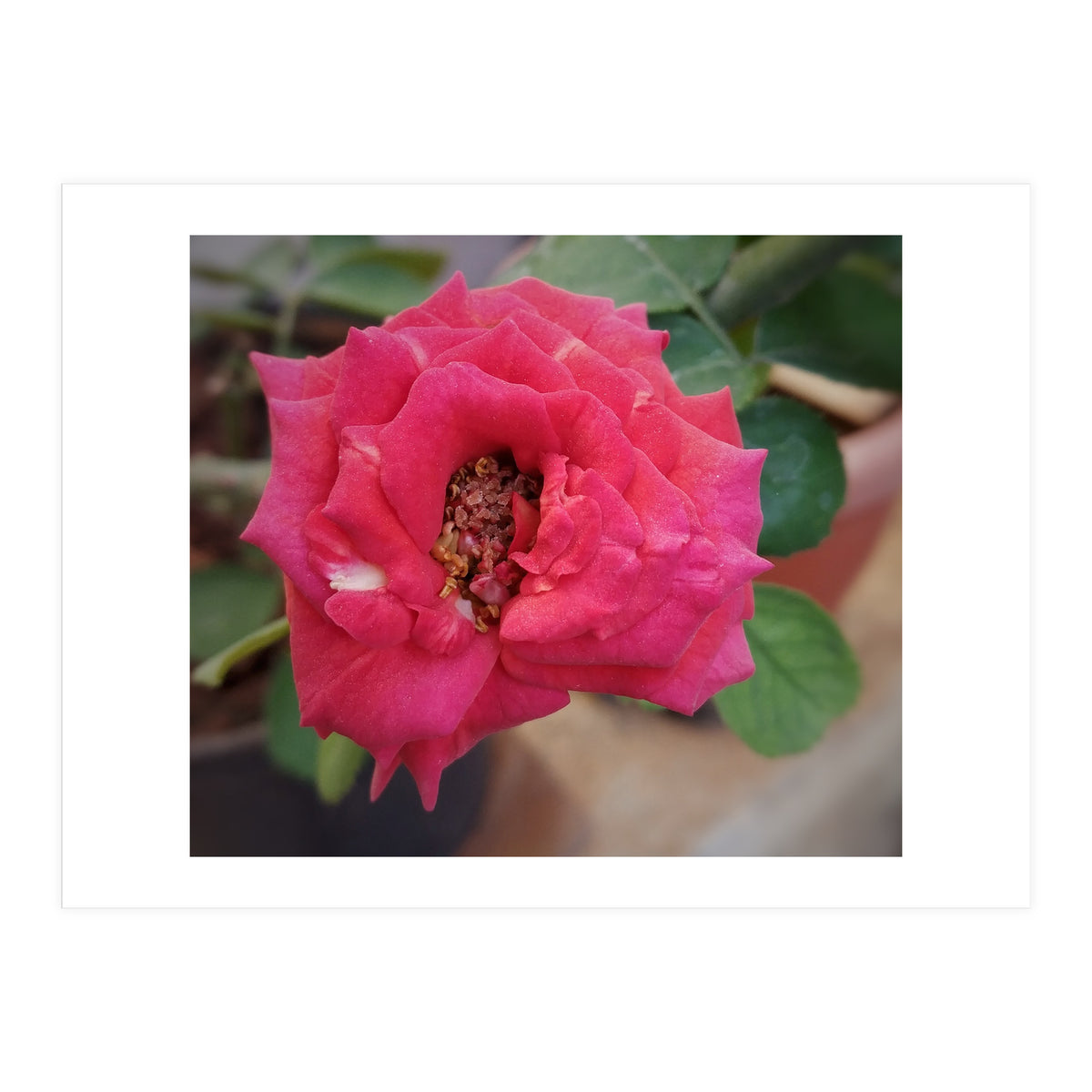 Blooming Red Rose (Print Only)