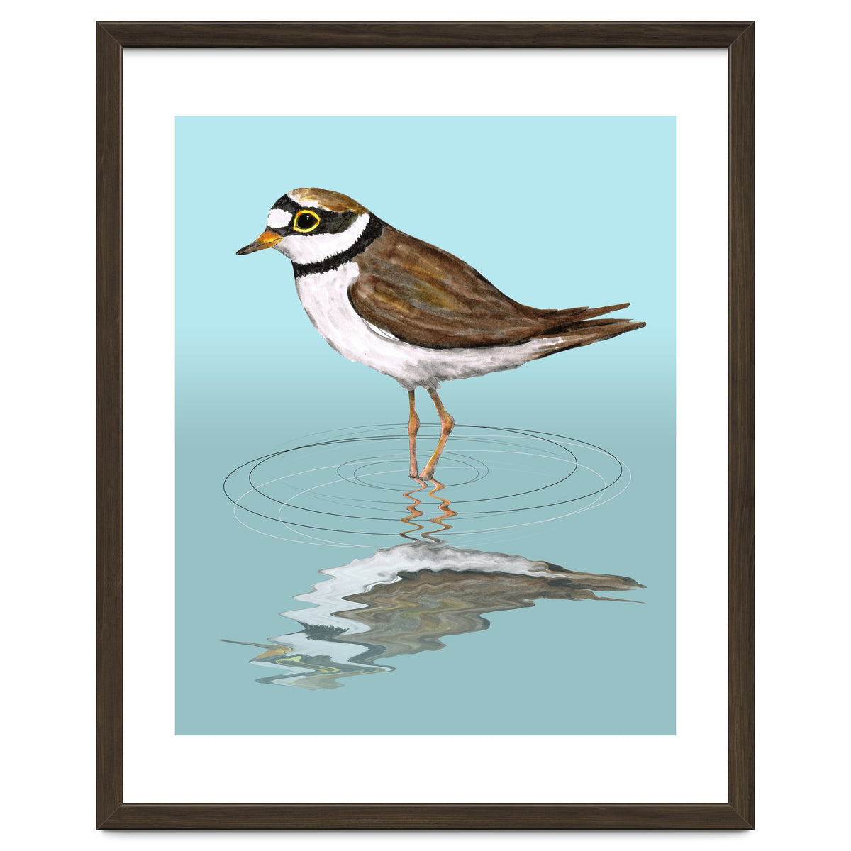 Little ringed  plover
