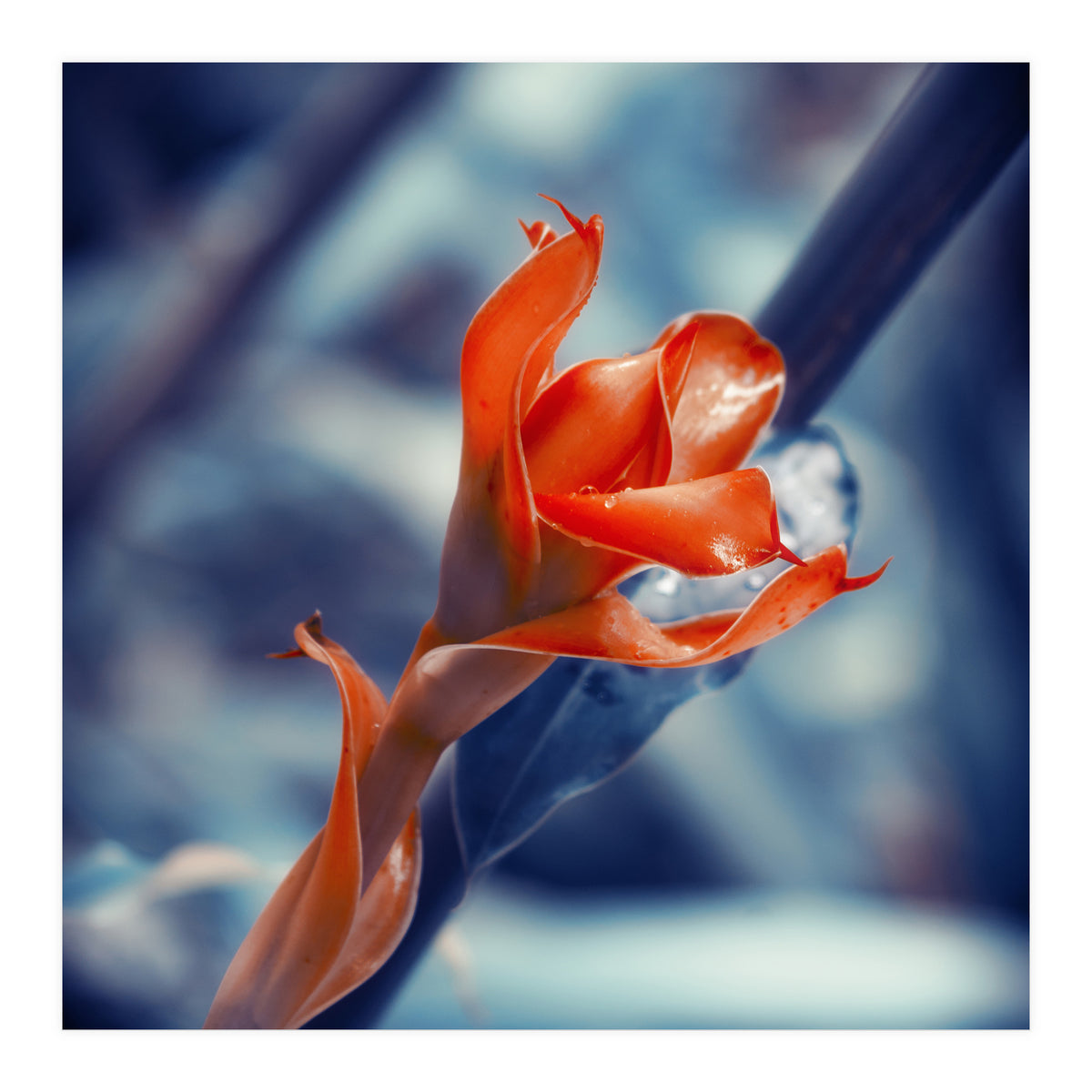 Ginger Flower (Print Only)