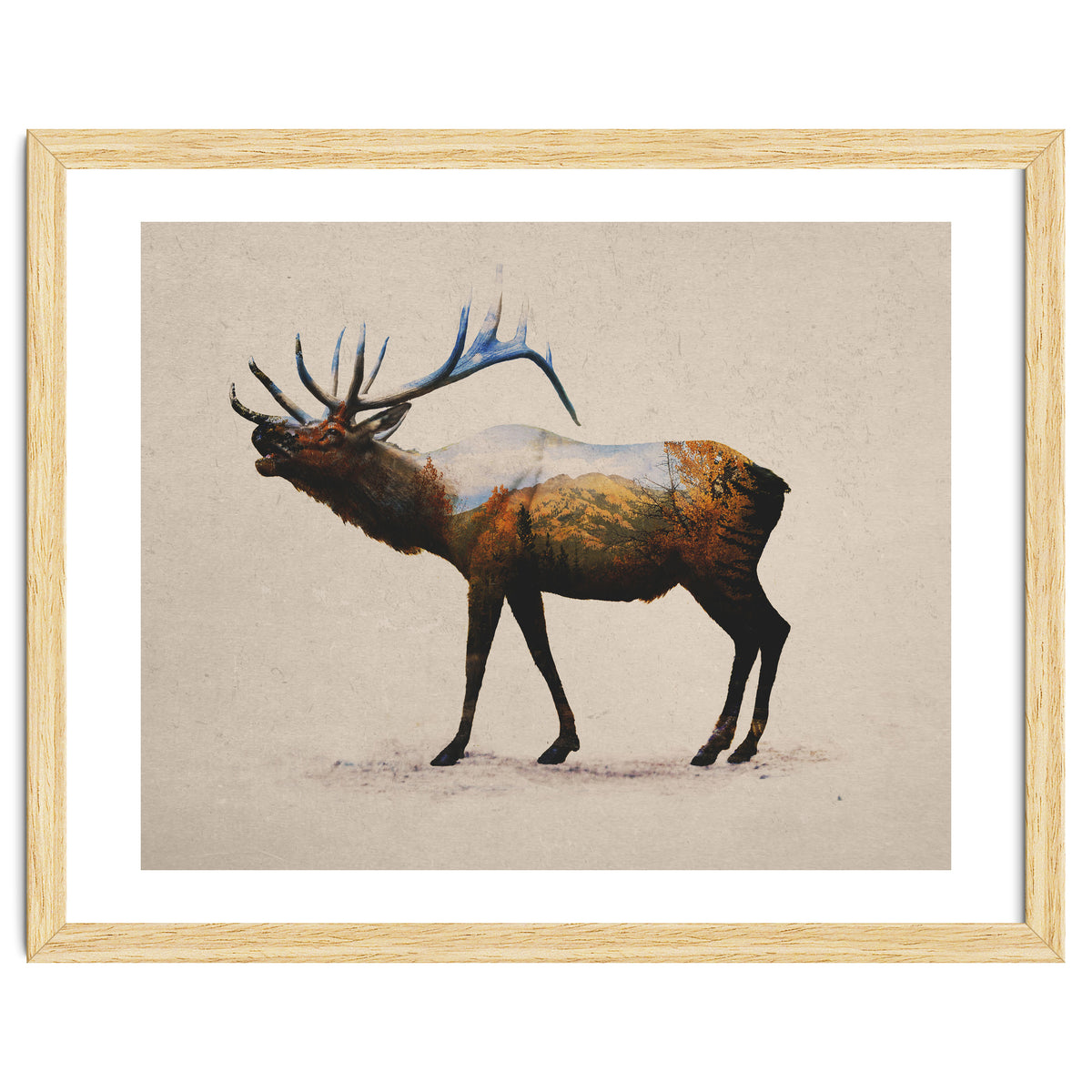 The Rocky Mountain Elk
