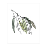 Willow (Print Only) thumbnail