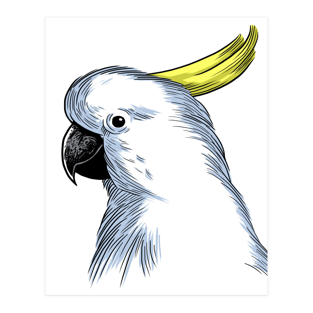 Skecth Macaw (Print Only)
