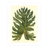 Monstera (Print Only) thumbnail