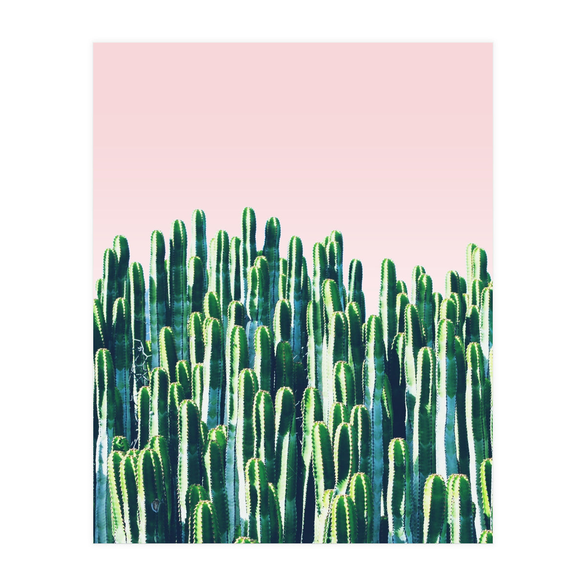Cactus & Sunset II (Print Only)
