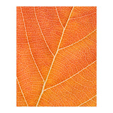 Autumn Leaf (Print Only) thumbnail