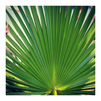 palm leaf (Print Only)